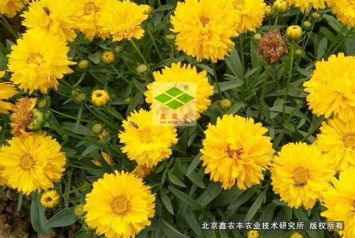 金雞菊種子重瓣矮生金雞菊