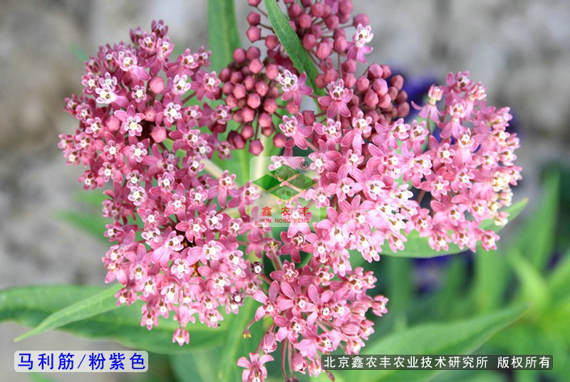 馬利筋金鳳花種子多年生品種