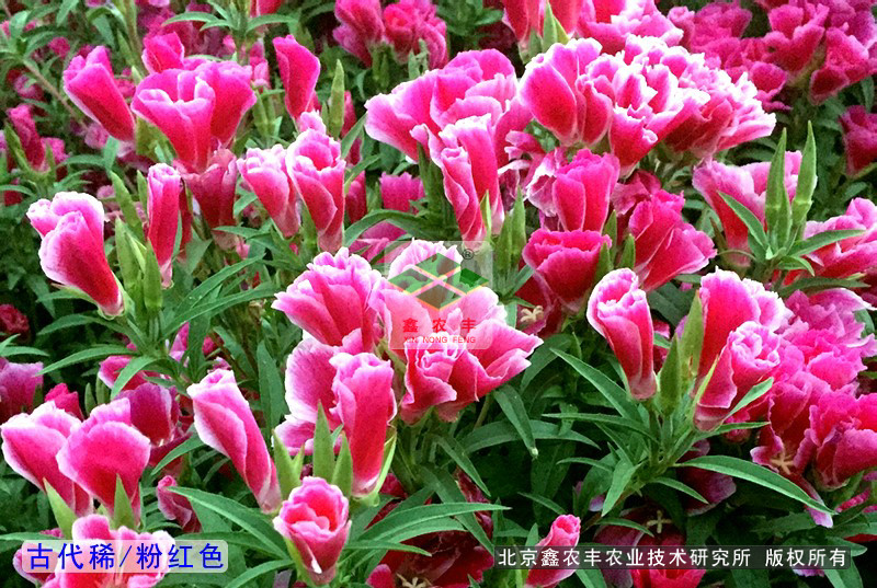 古代稀種子一二年品種