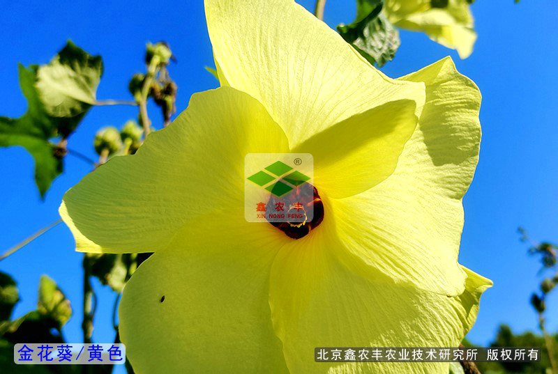 金花葵種子一年生品種